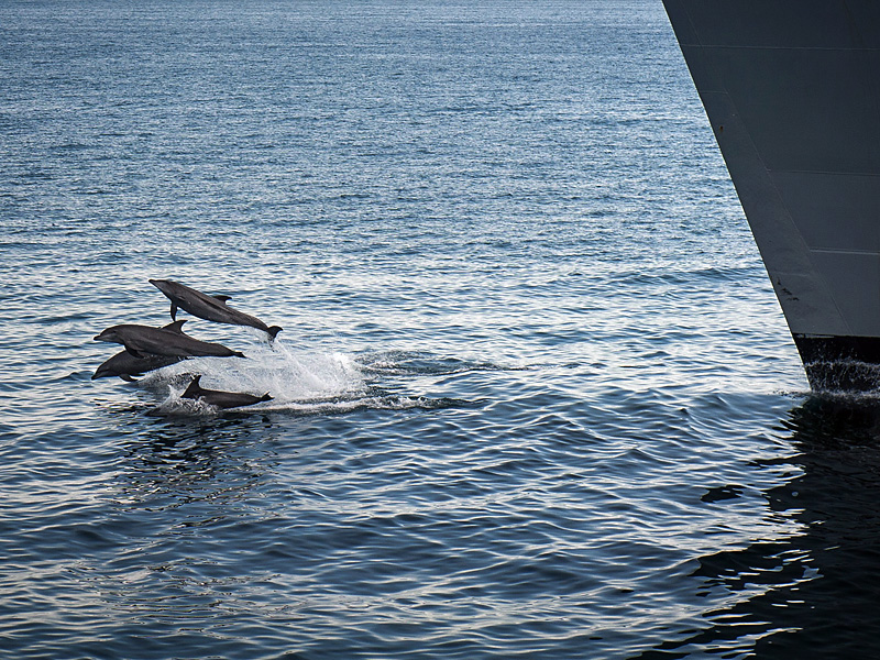 Dolphins swim in front of the USNS Alan Shepard.